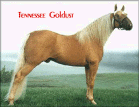 Tennessee Goldust