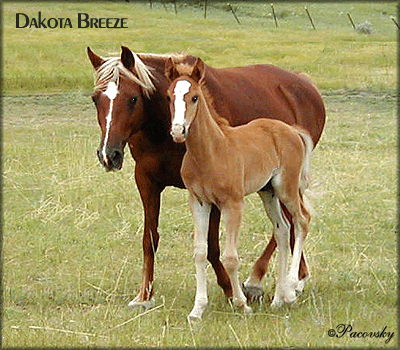 DAKOTA BREEZE #885752