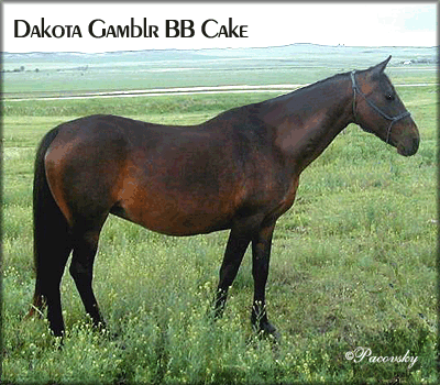 DAKOTA GAMBLR BB CAKE #813600