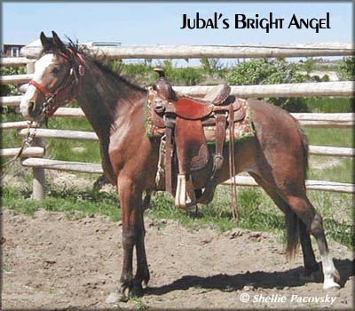 JUBALS BRIGHT ANGEL #19903077