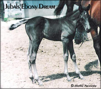 JUBALS EBONY DREAM #19903074