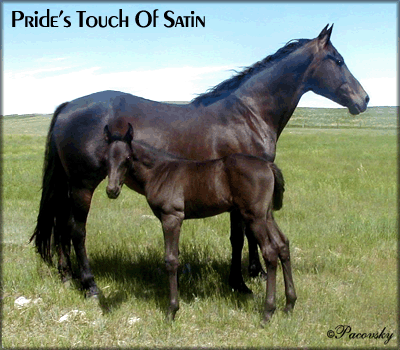 PRIDES TOUCH OF SATIN #920526