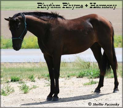 RHYTHM RHYME & HARMONY #20801150