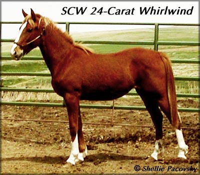 SCW 24-CARAT WHIRLWIND #20500883