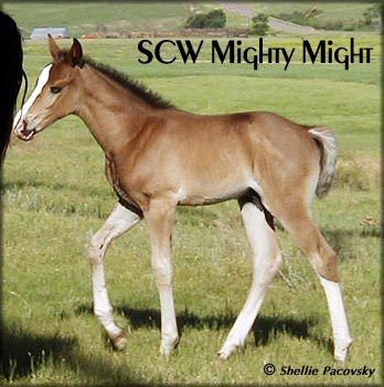 SCW MIGHTY MIGHT #20508882
