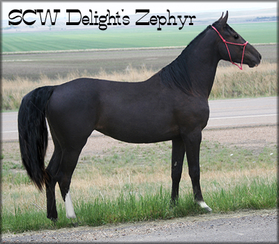 SCW Delight's Zephyr
