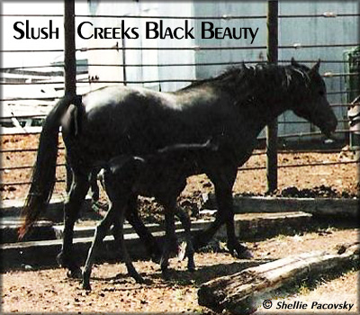 SLUSH CREEKS BLACK BEAUTY #963416