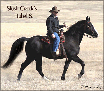 A 16.1 hand, black minimal sabino grandson of Sun's Merry Man, this beautiful Tennessee Walking Horse stallion offers VERY rare access to the bloodlines of the incomparable Hill's Perfection.