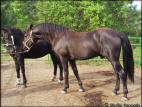 Delight's Midnight Legend And Mare
