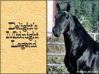 Delight's Midnight Legend Headshot