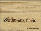 A Herd Of Mule Deer