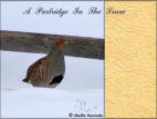 Partridge In The Snow