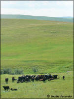 Slush Creek cattle
