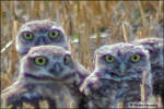 a family of owlets
