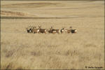herd of mule deer