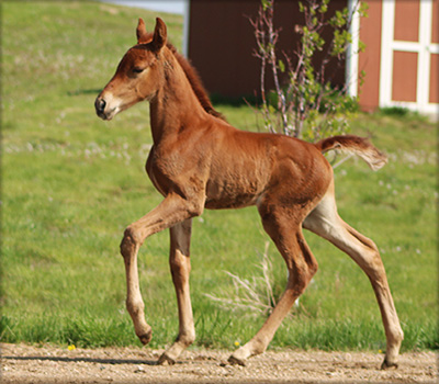 Slush Creek Walkers - Tennessee Walking Horse for sale - SCW RAVISHING ...